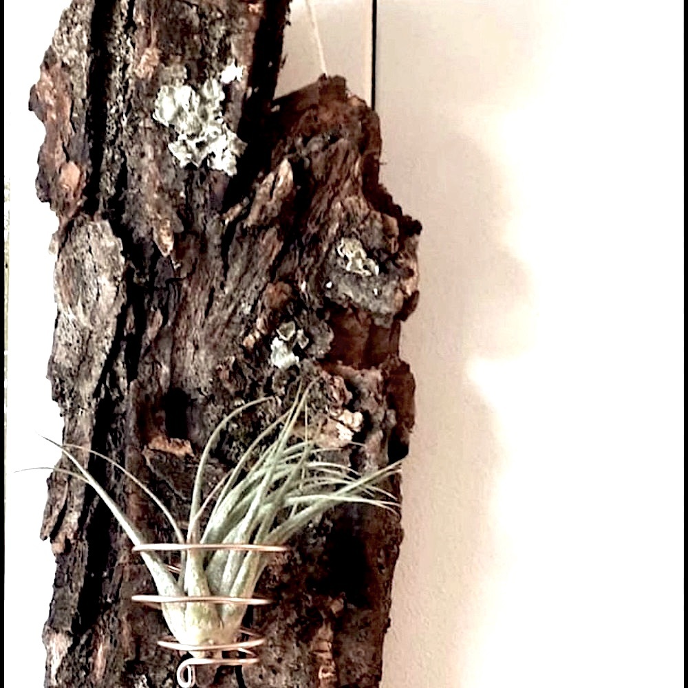 Plant wall bark, natural plant